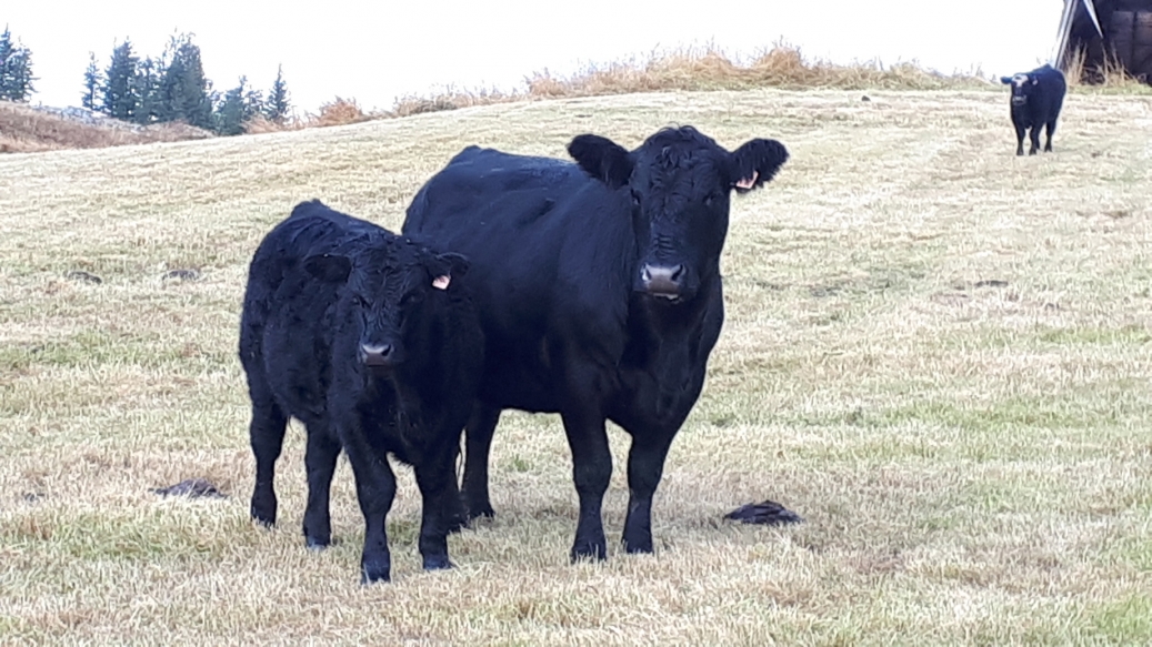 BC Livestock Sale Image