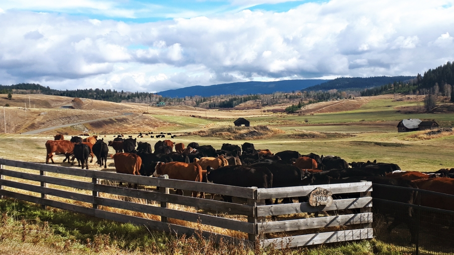 BC Livestock Sale Image
