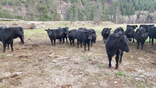 BC Livestock Sale Image