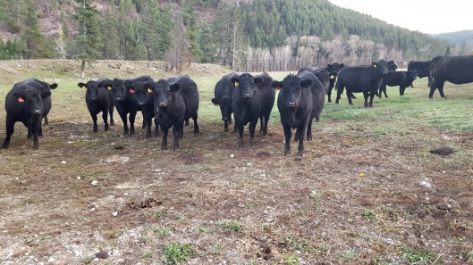 BC Livestock Sale Image