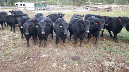 BC Livestock Sale Image
