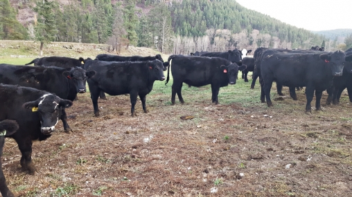 BC Livestock Sale Image
