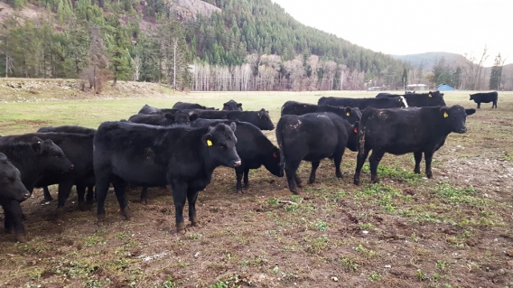BC Livestock Sale Image
