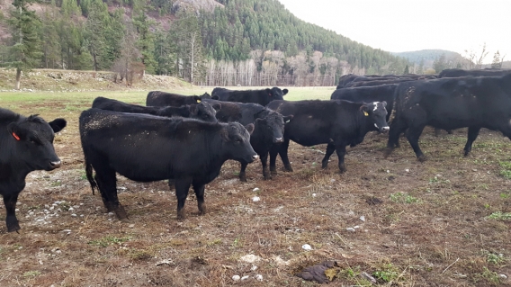 BC Livestock Sale Image