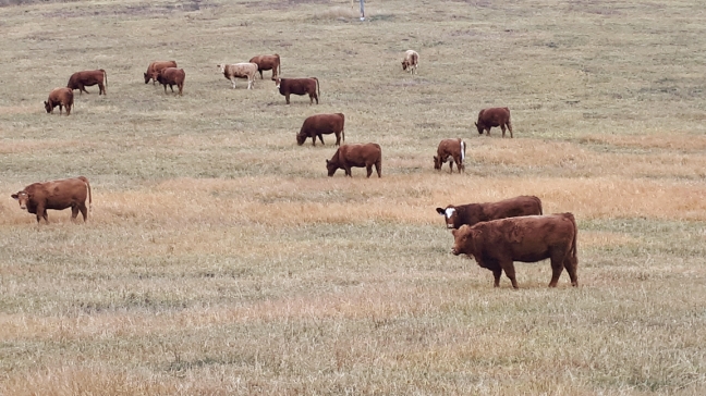 BC Livestock Sale Image