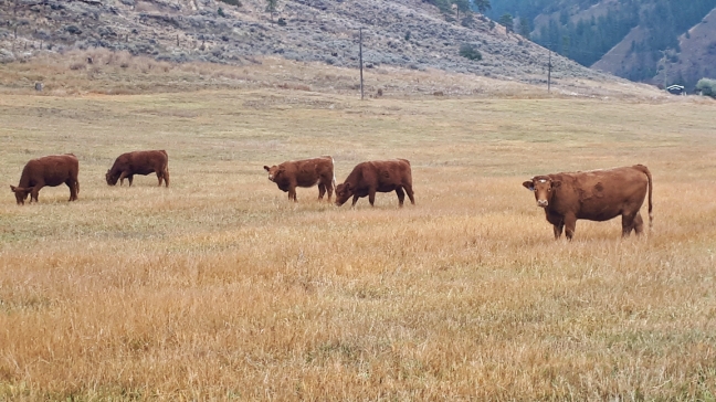 BC Livestock Sale Image