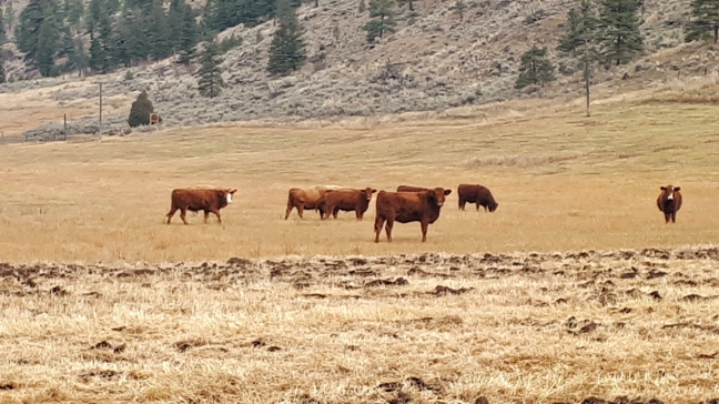 BC Livestock Sale Image