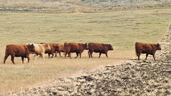 BC Livestock Sale Image
