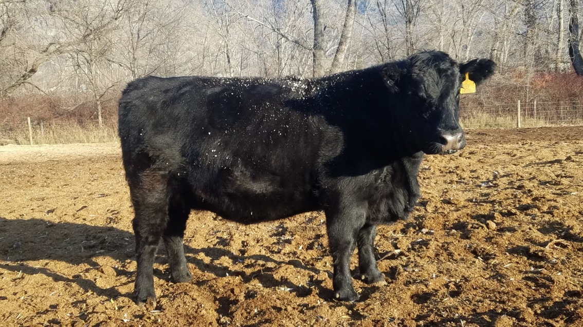 BC Livestock Sale Image