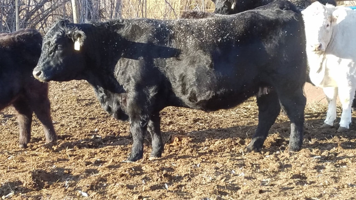 BC Livestock Sale Image