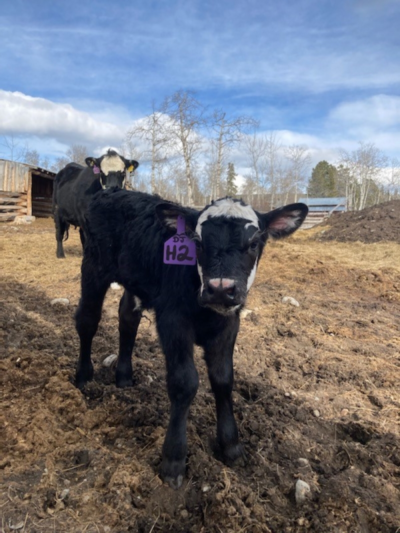 BC Livestock Sale Image