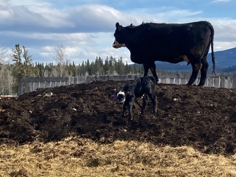 BC Livestock Sale Image