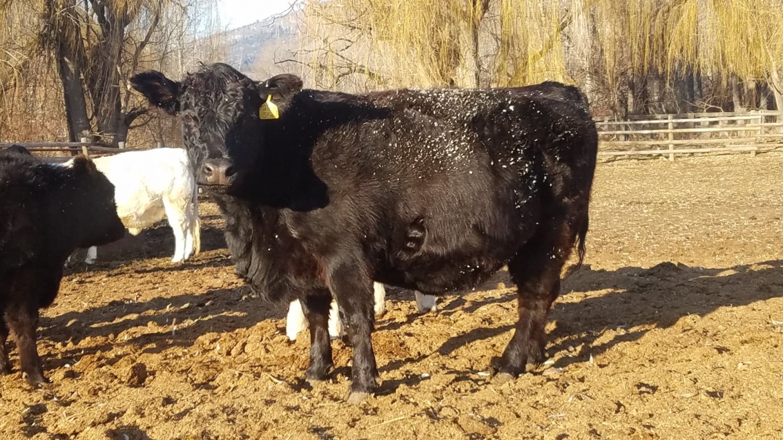 BC Livestock Sale Image