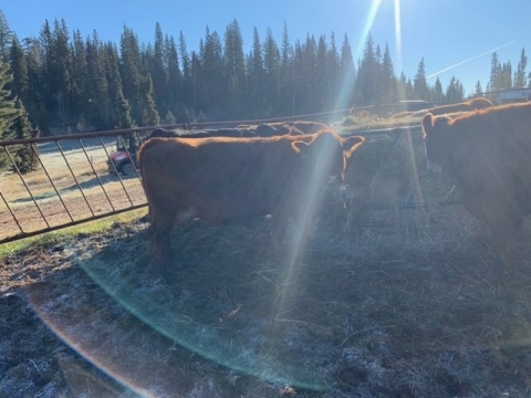 BC Livestock Sale Image
