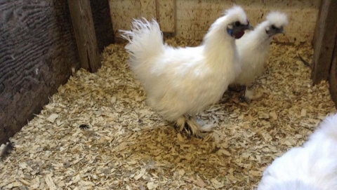 BC Livestock Sale Image