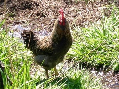 BC Livestock Sale Image