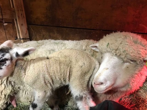 BC Livestock Sale Image
