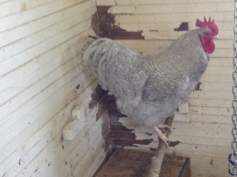 BC Livestock Sale Image