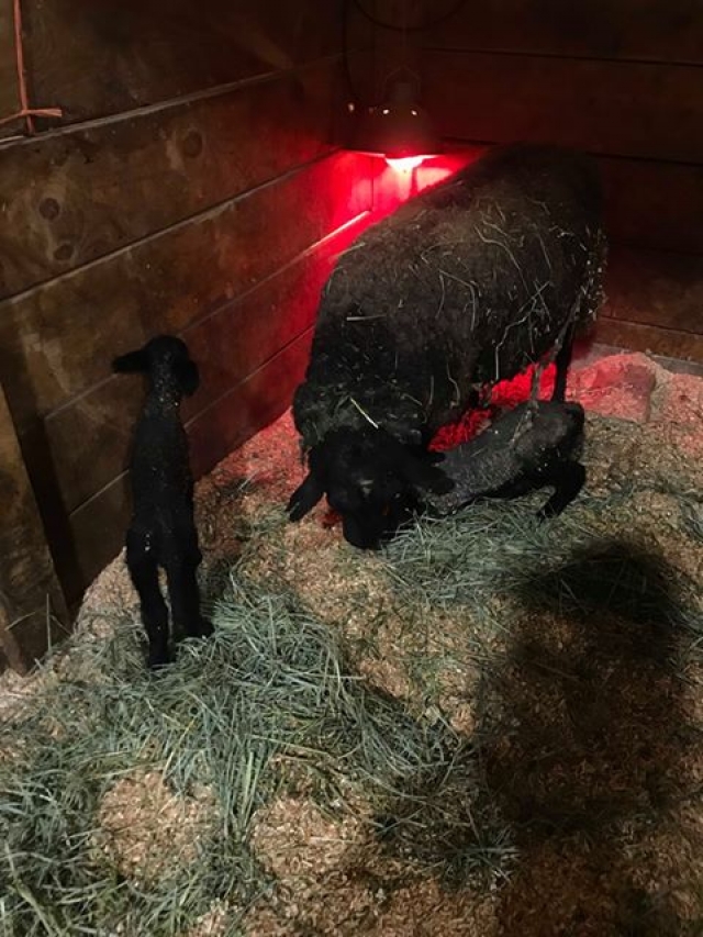BC Livestock Sale Image