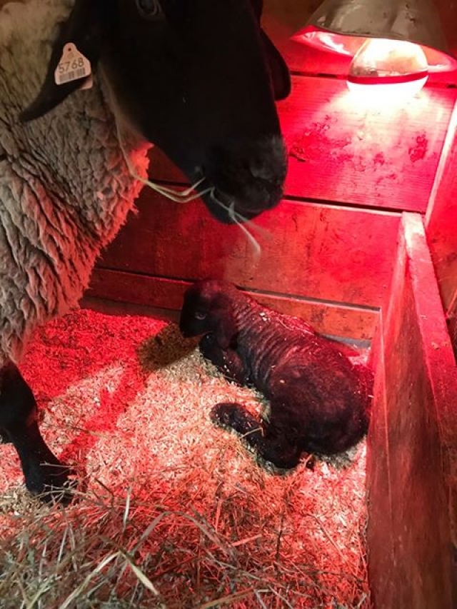 BC Livestock Sale Image