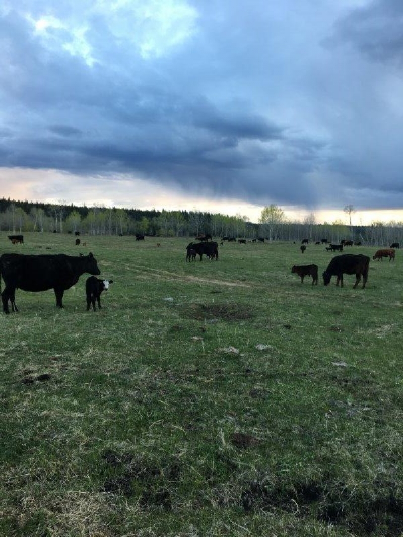 BC Livestock Sale Image