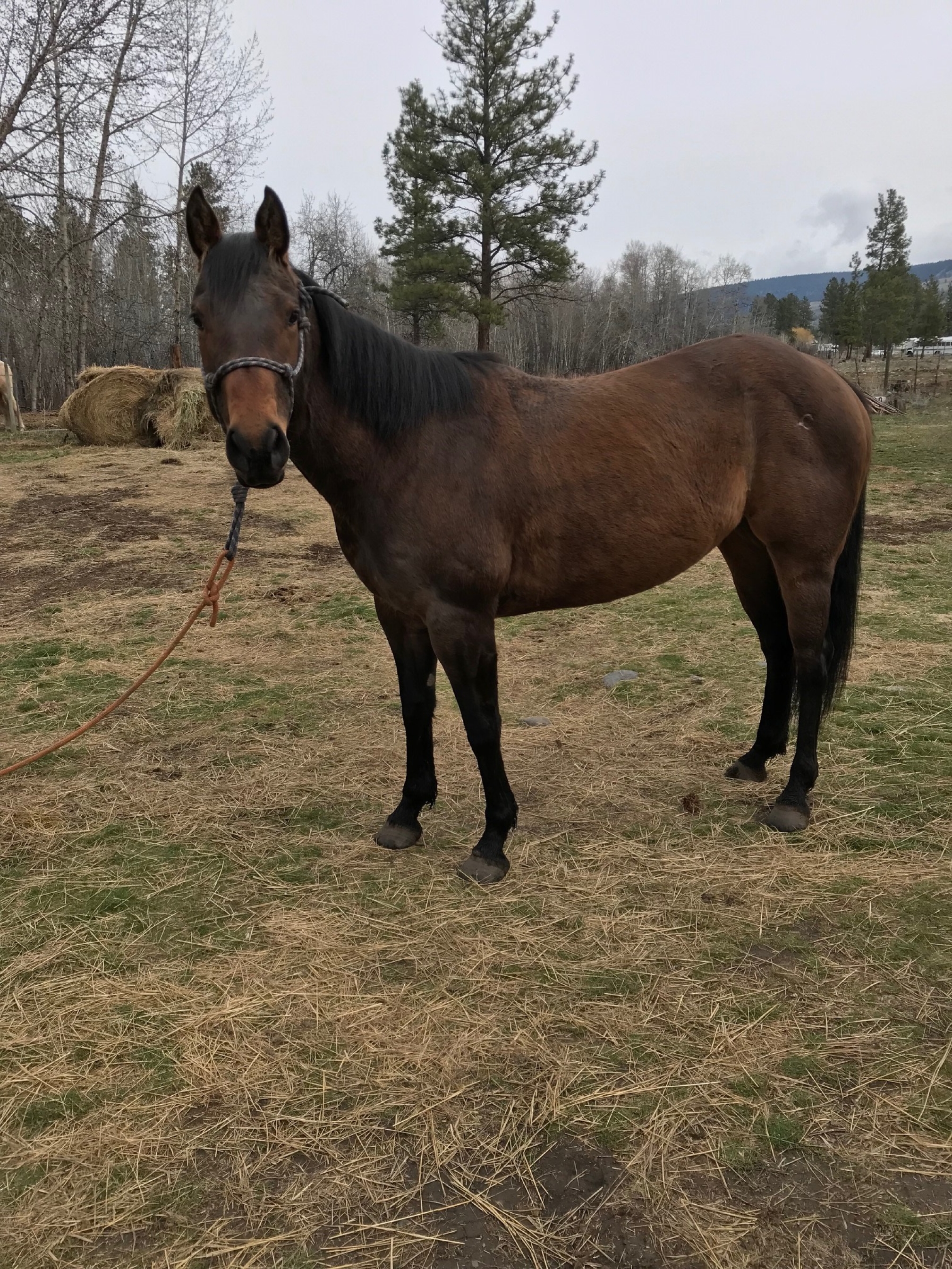 BC Livestock Sale Image