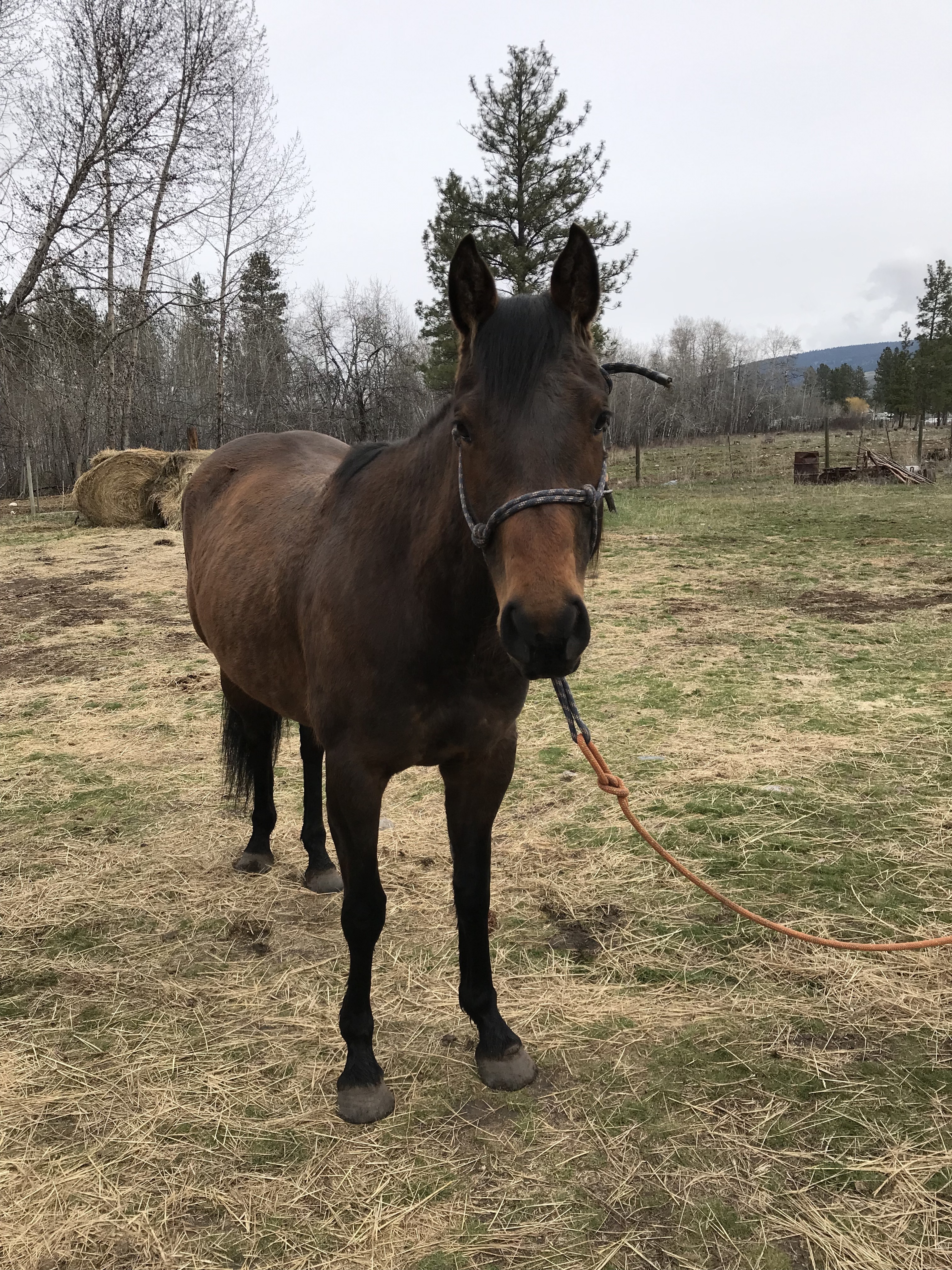 BC Livestock Sale Image