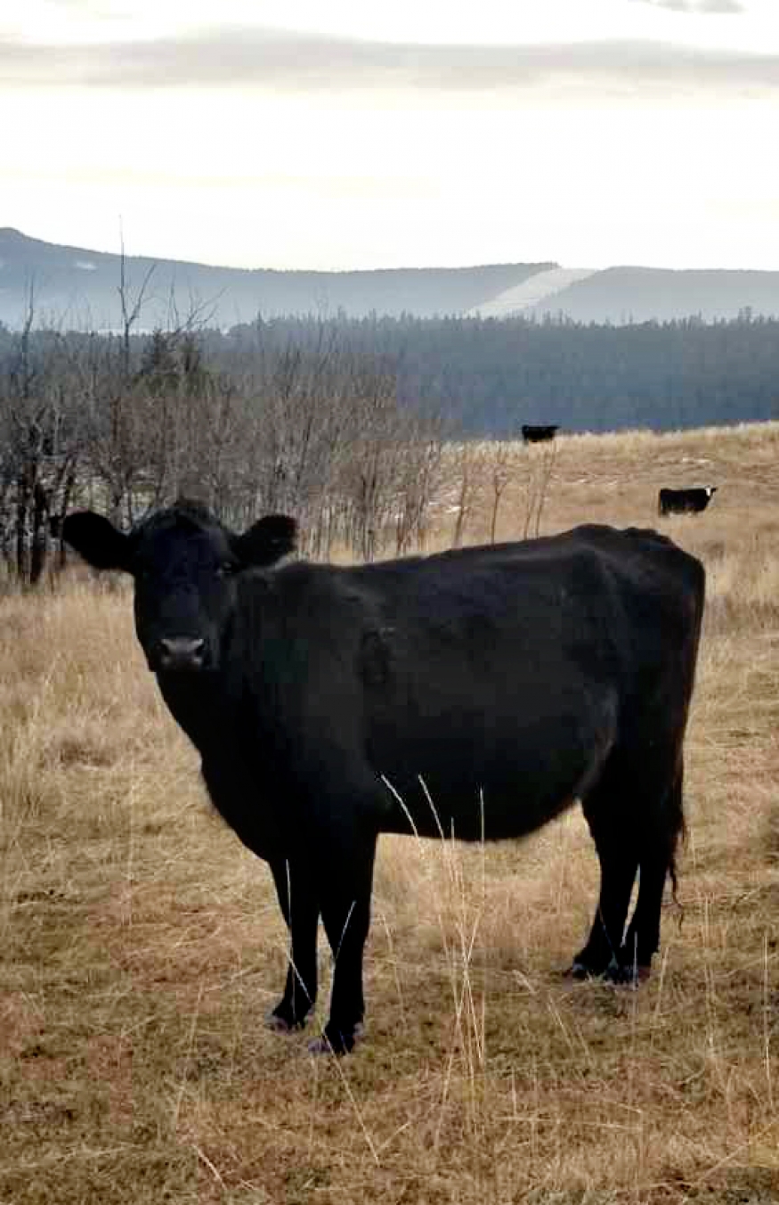 BC Livestock Sale Image