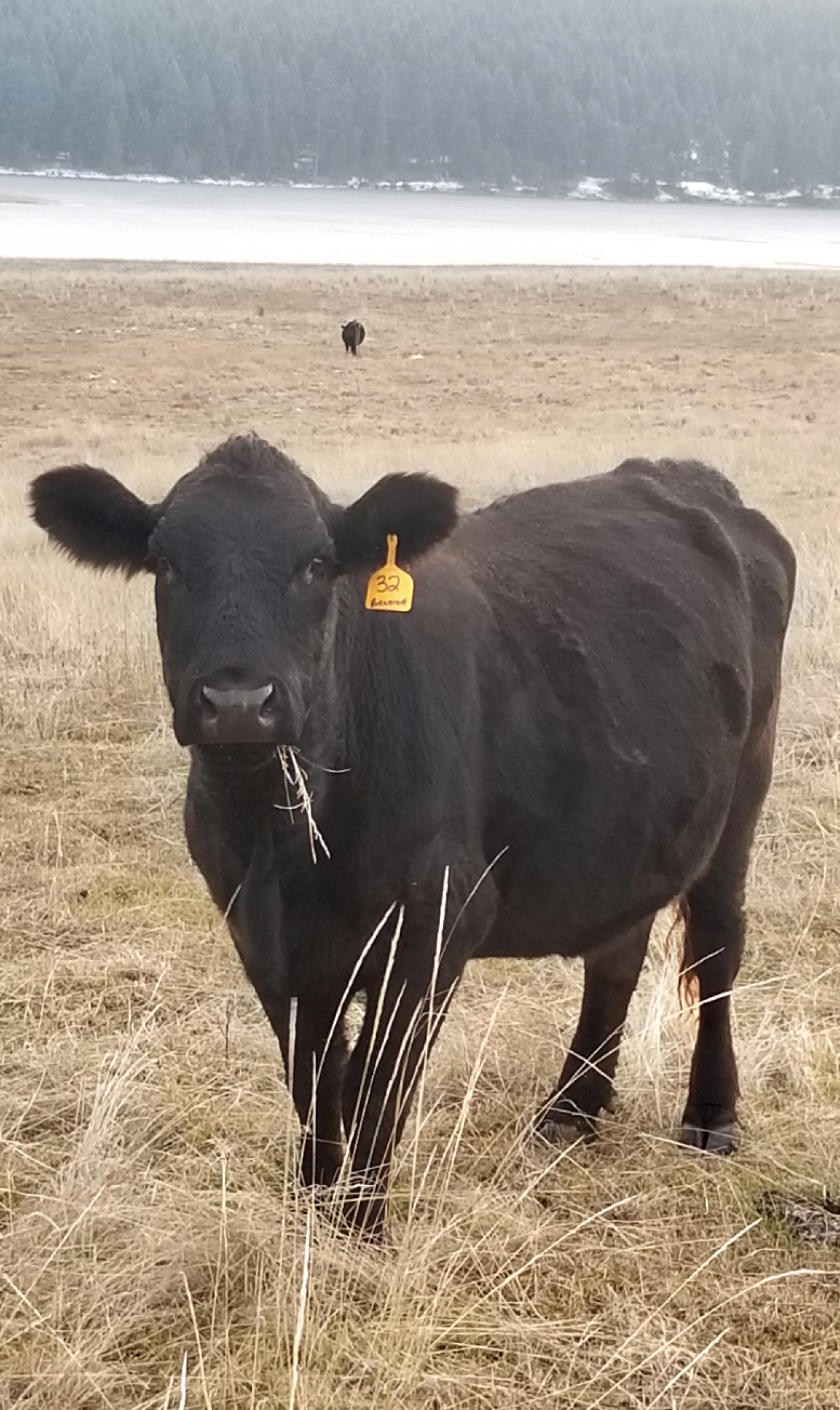 BC Livestock Sale Image
