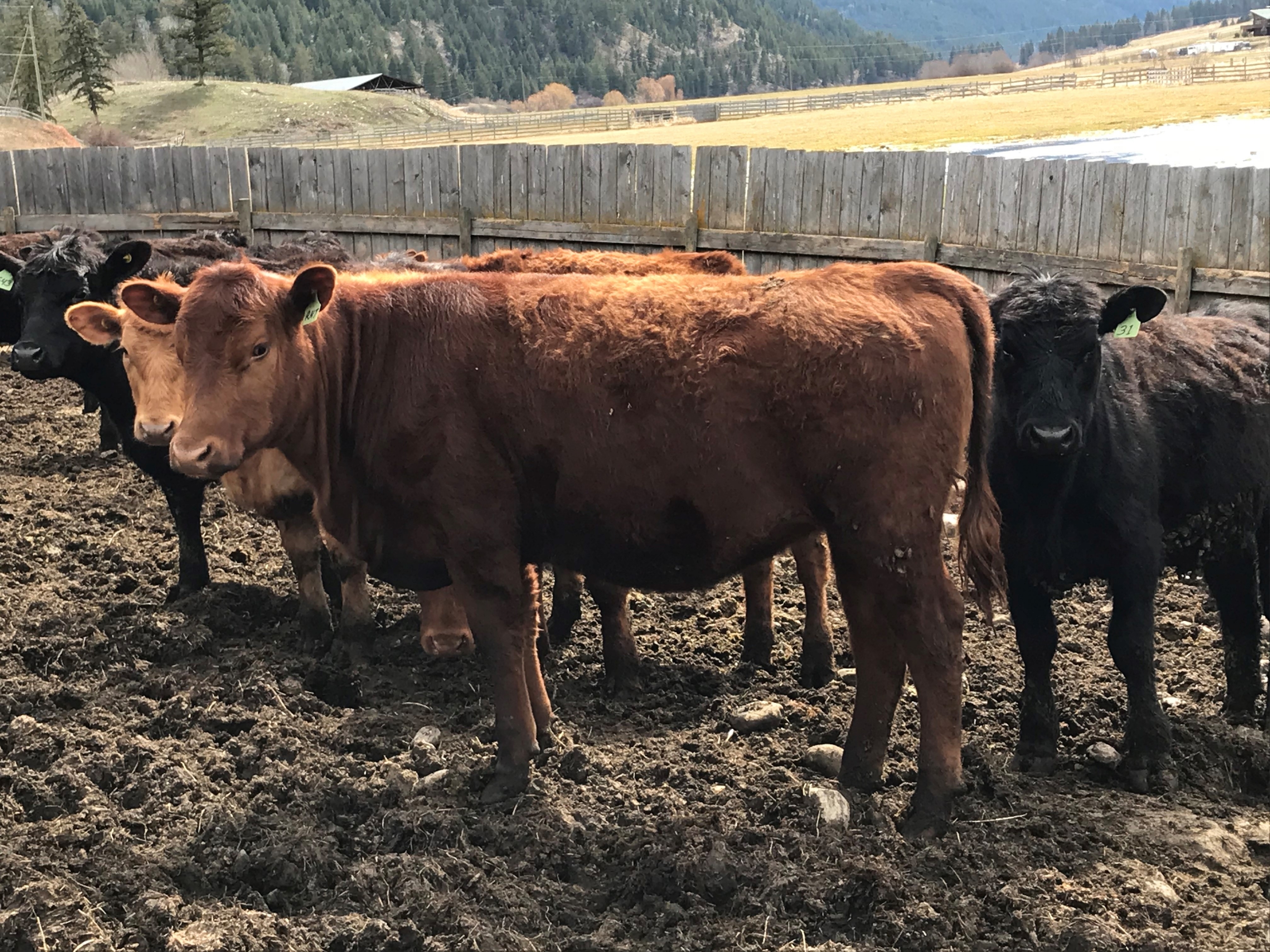 BC Livestock Sale Image