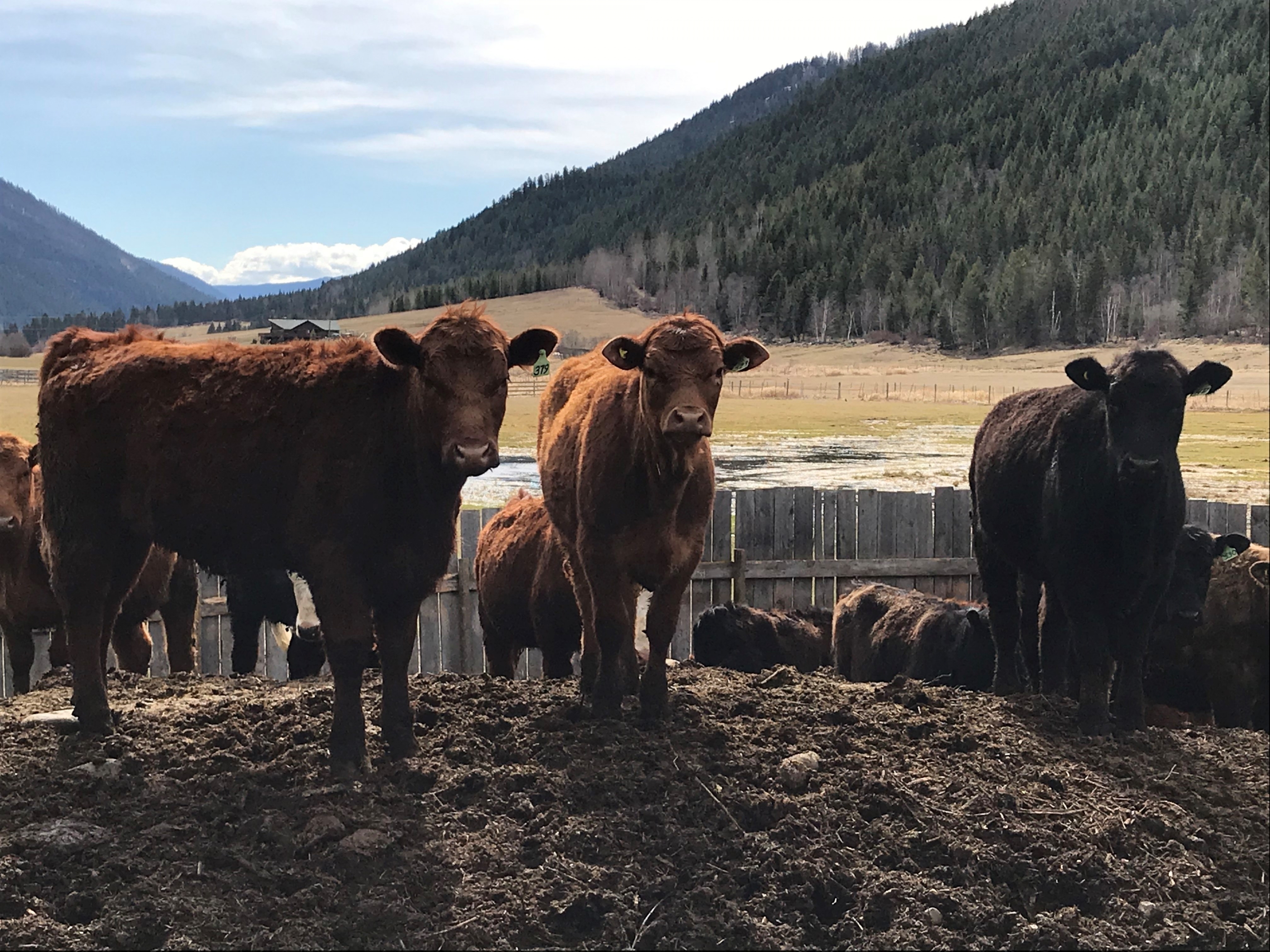 BC Livestock Sale Image