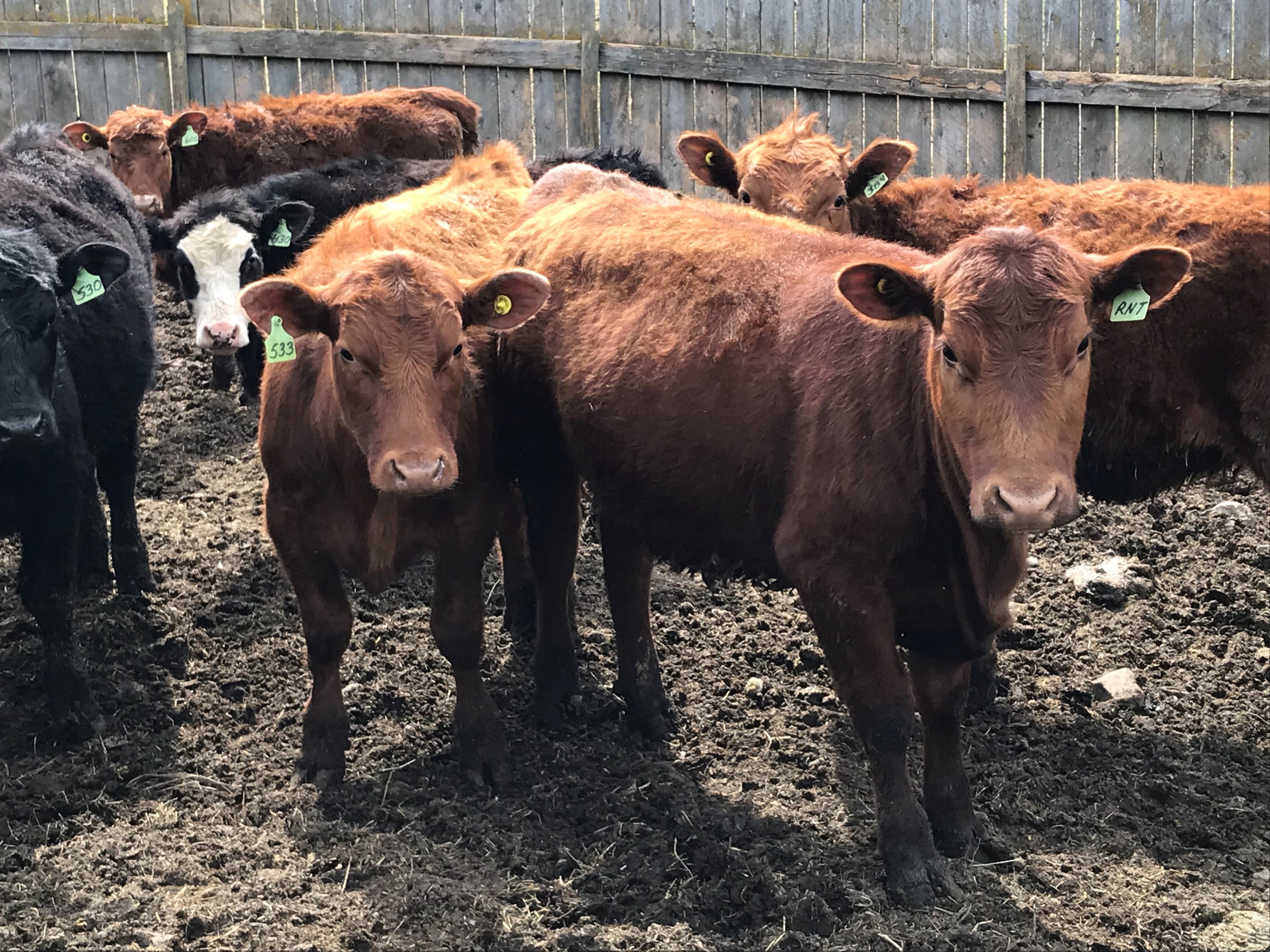 BC Livestock Sale Image