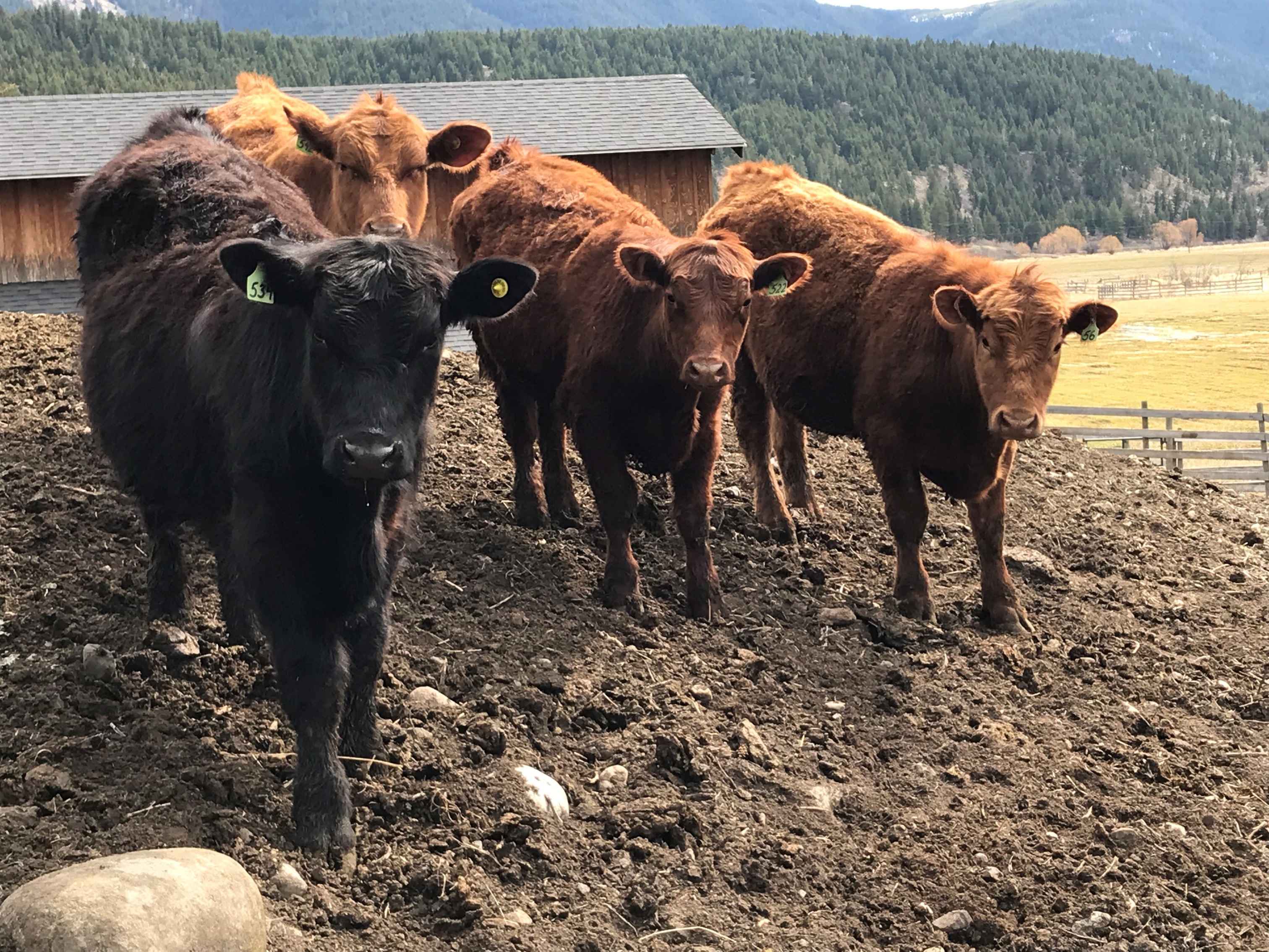 BC Livestock Sale Image