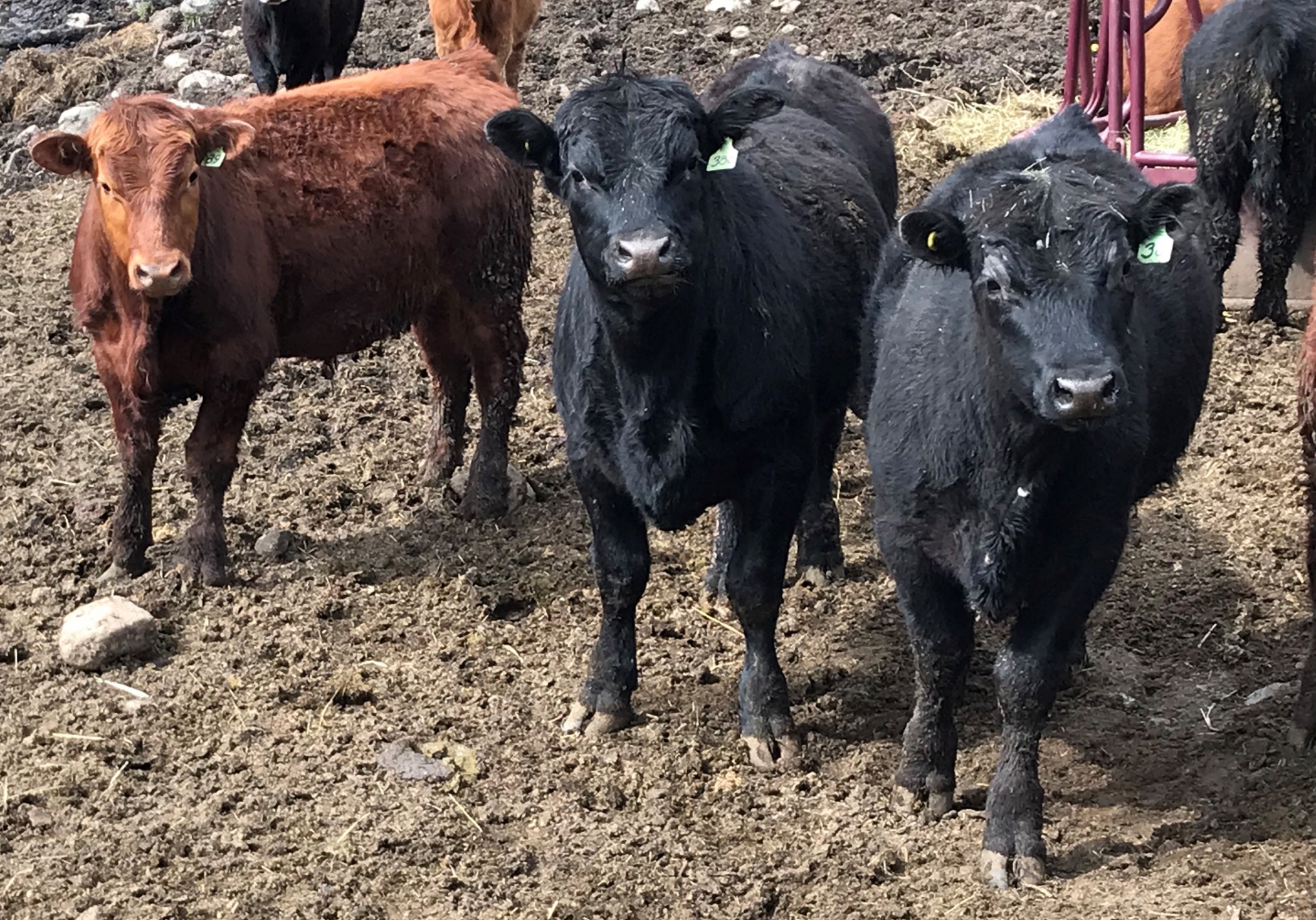 BC Livestock Sale Image