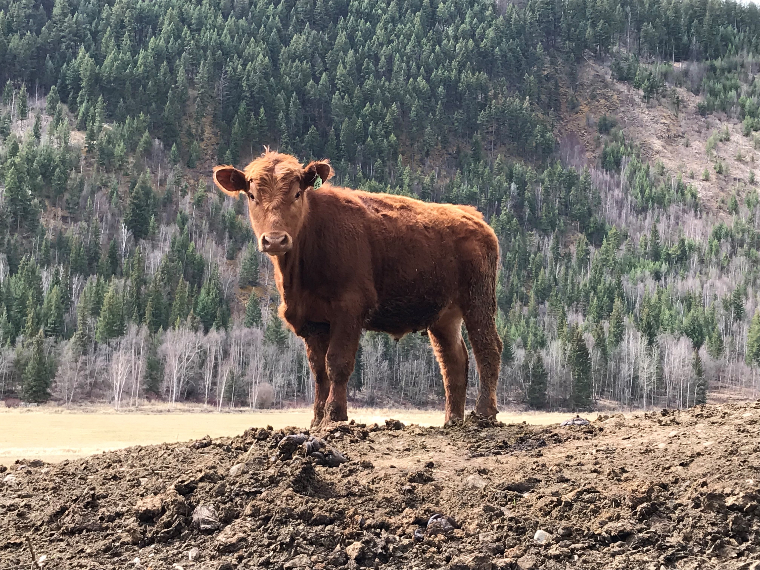 BC Livestock Sale Image