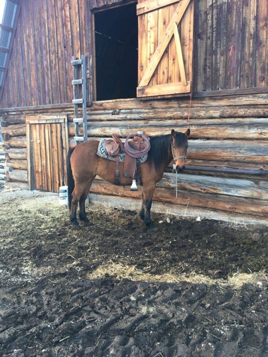 BC Livestock Sale Image