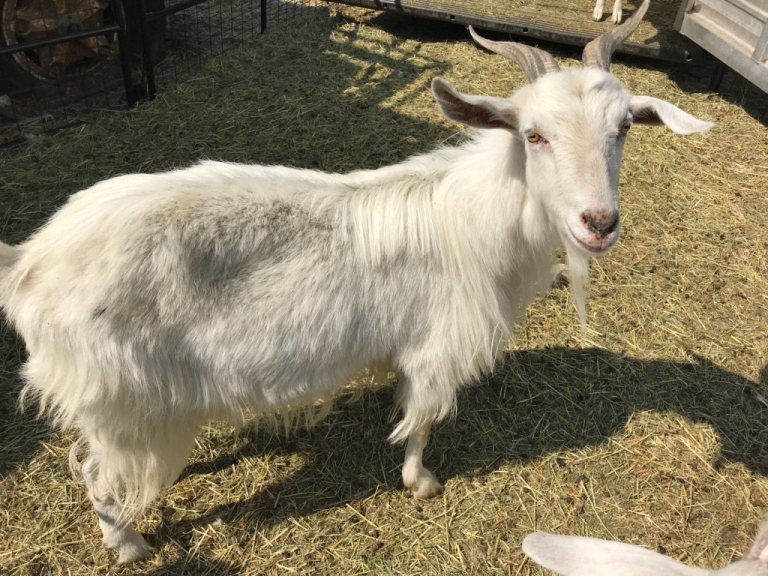 BC Livestock Sale Image