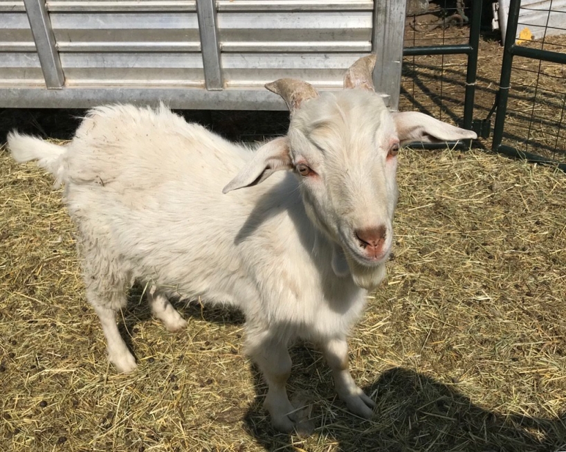 BC Livestock Sale Image