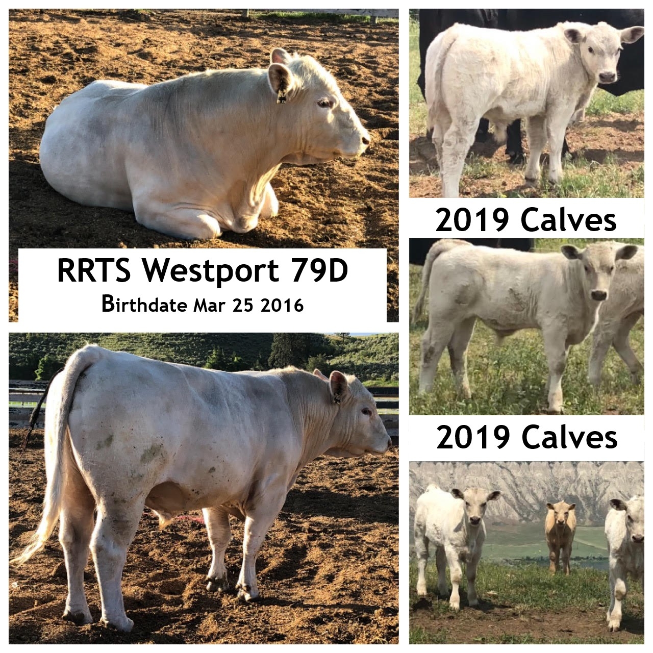 BC Livestock Sale Image