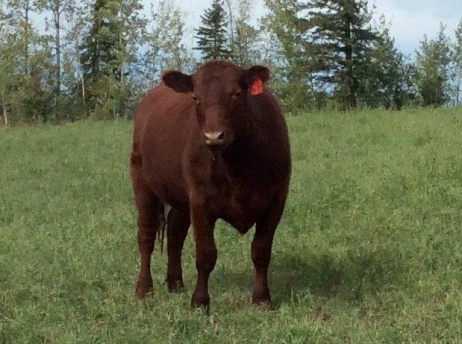 BC Livestock Sale Image
