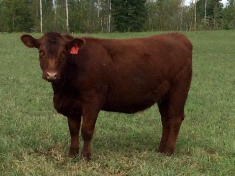 BC Livestock Sale Image