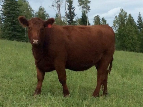 BC Livestock Sale Image