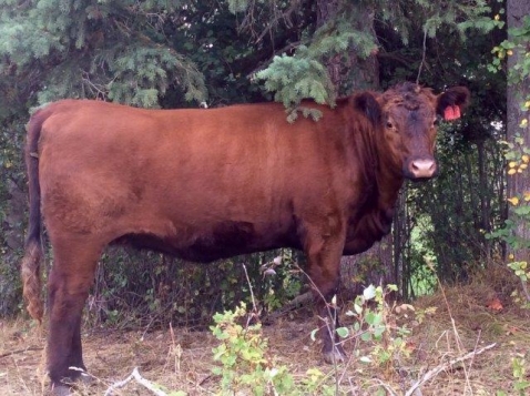 BC Livestock Sale Image