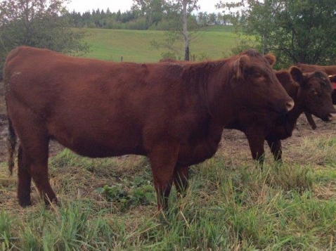 BC Livestock Sale Image