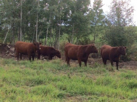BC Livestock Sale Image