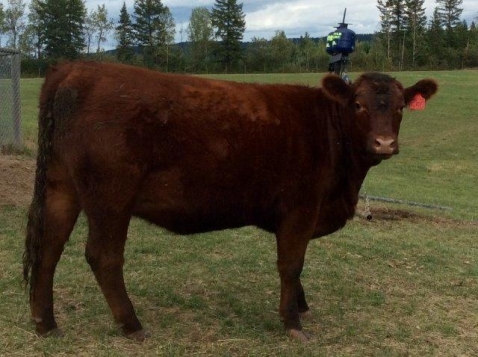 BC Livestock Sale Image
