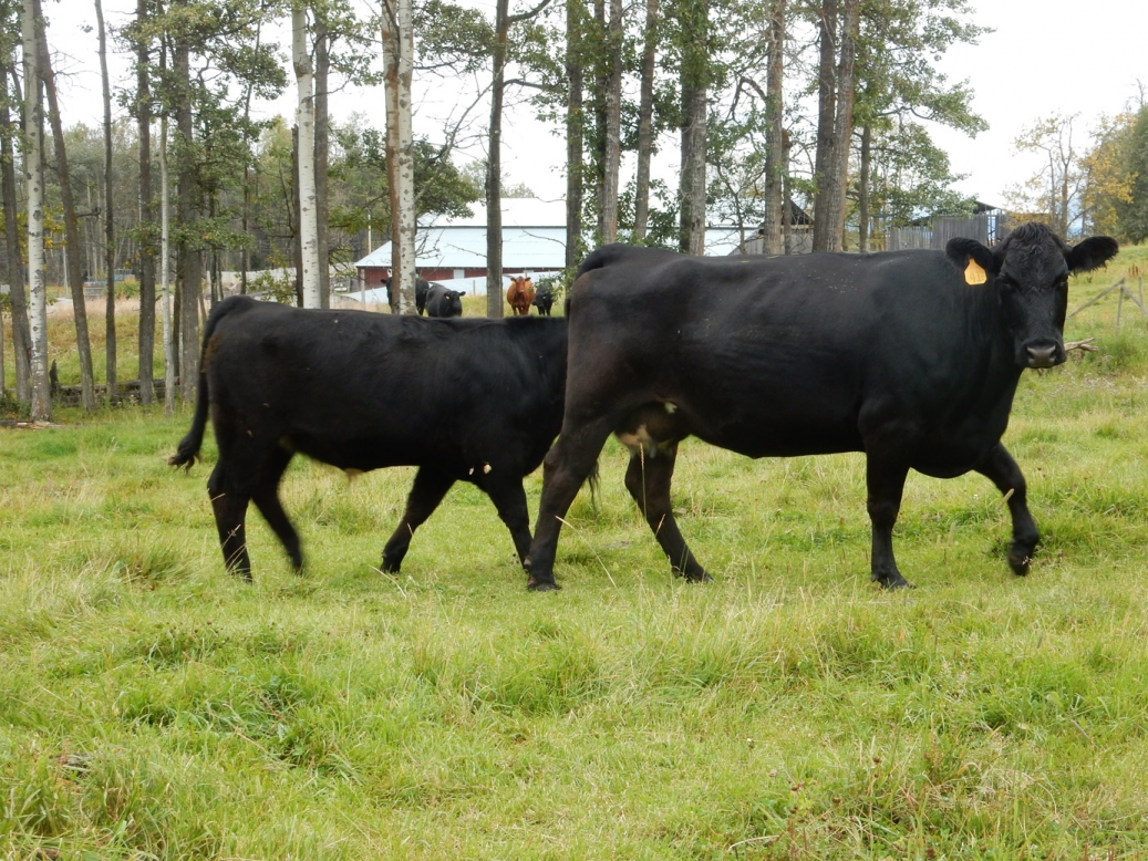 BC Livestock Sale Image