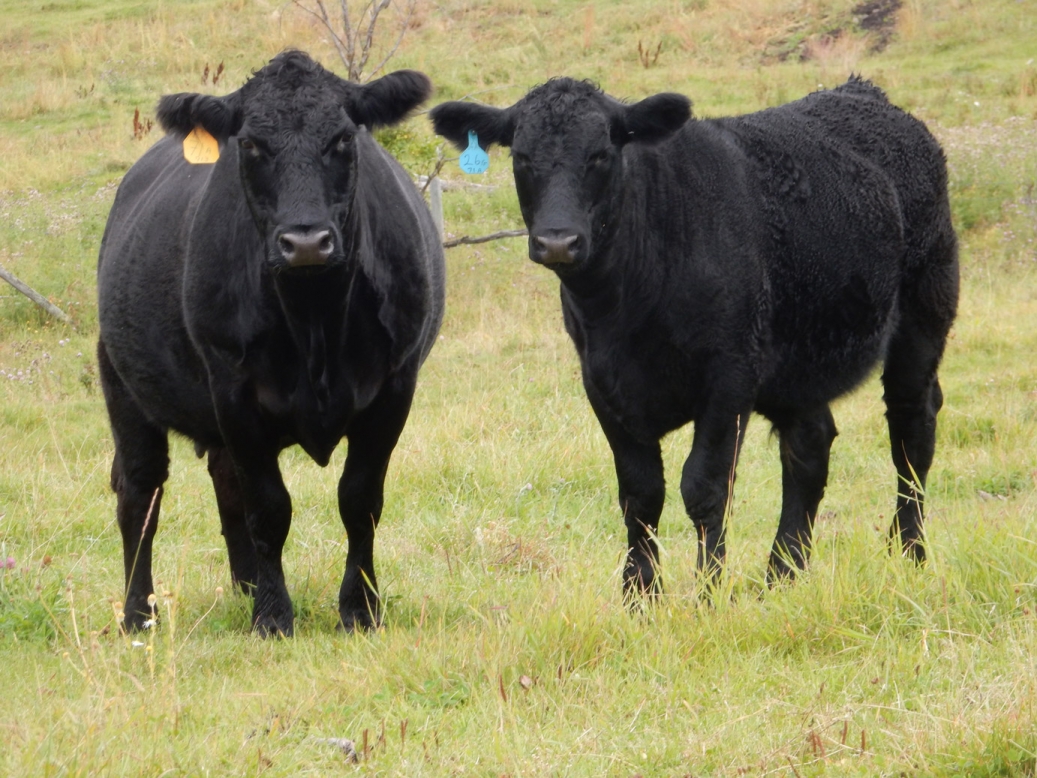 BC Livestock Sale Image