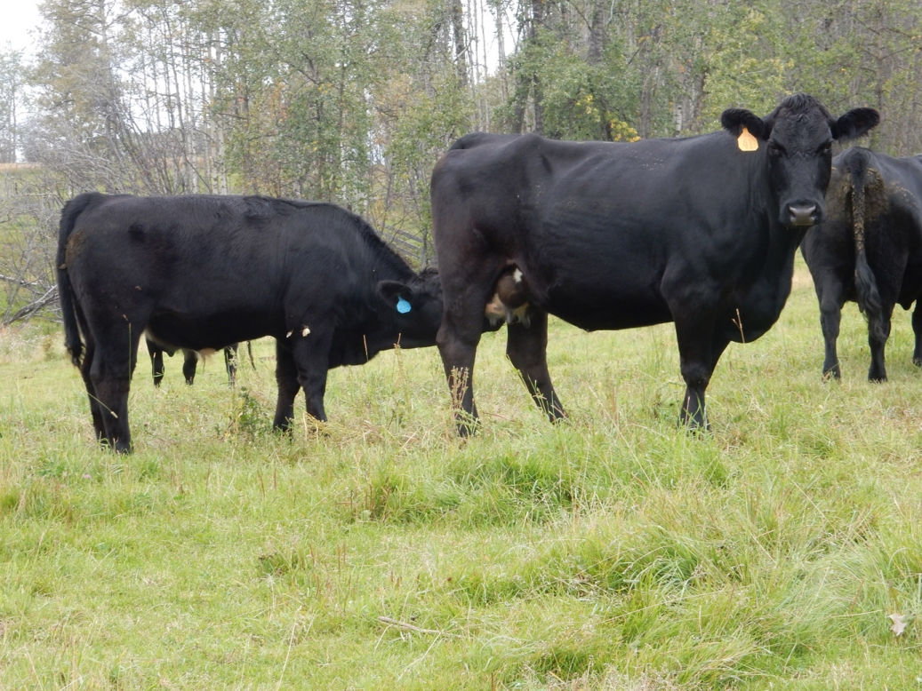 BC Livestock Sale Image