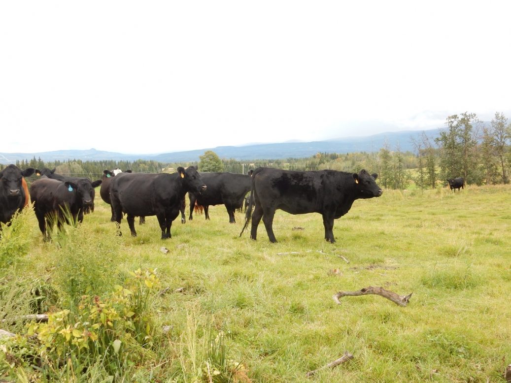 BC Livestock Sale Image